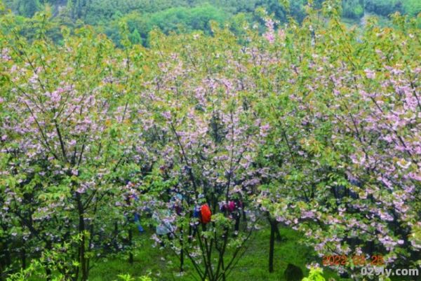 崇州三郎樱花（崇州三朗镇樱花）