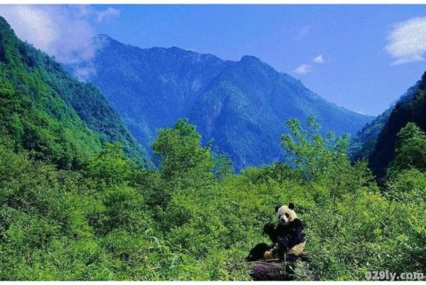 卧龙自然保护区在哪（卧龙自然保护区在哪个城市）