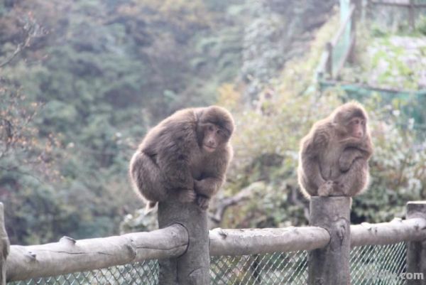 峨眉山猴子（峨眉山猴子是几级保护动物）