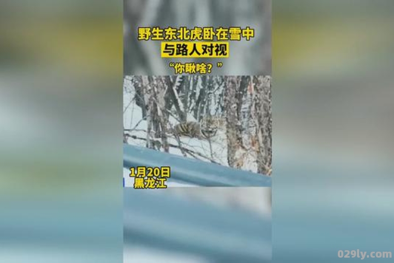 野生东北虎卧在雪中与路人对视,这老虎从何而来