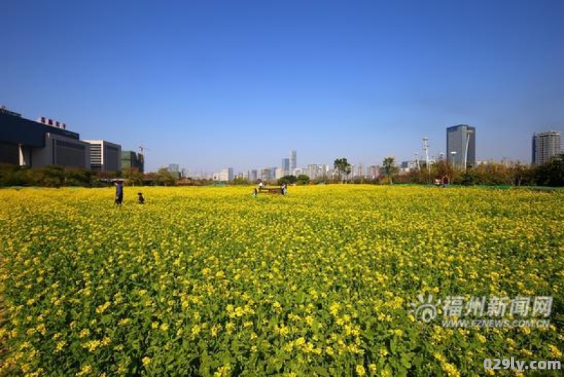 2021福州花海公园油菜花什么时候开