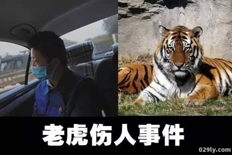 东北虎进村伤人,如果当时村民把老虎打死,算是违法吗