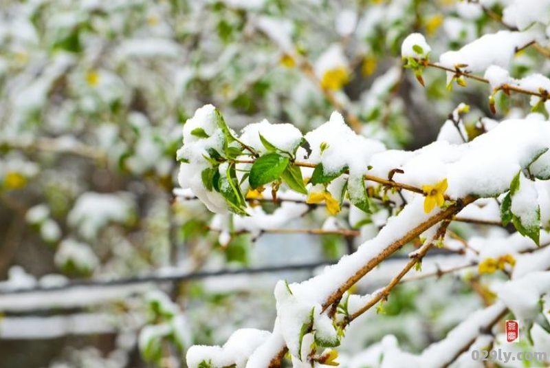 五月飞雪意味着什么