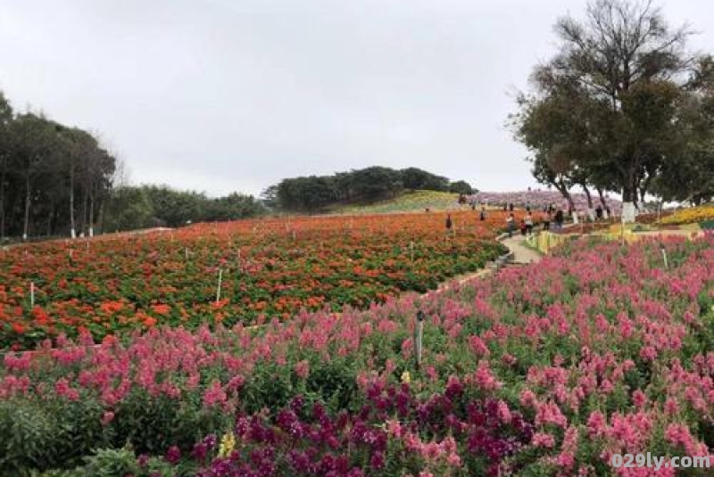 松湖花海（松湖花海和梦幻百花洲是一个地方吗）