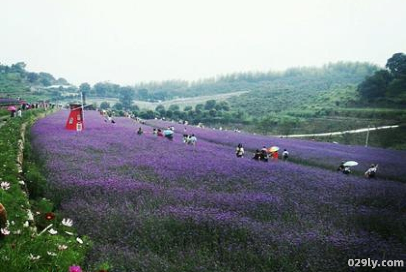 余杭薰衣草（杭州余杭薰衣草庄园）