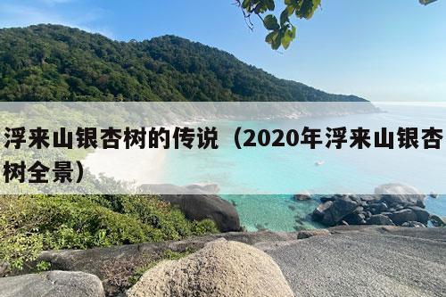 浮来山银杏树的传说（2020年浮来山银杏树全景）