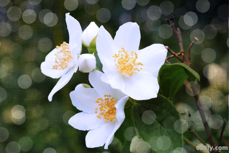 长沙茉莉酒店（长沙茉莉花酒店）