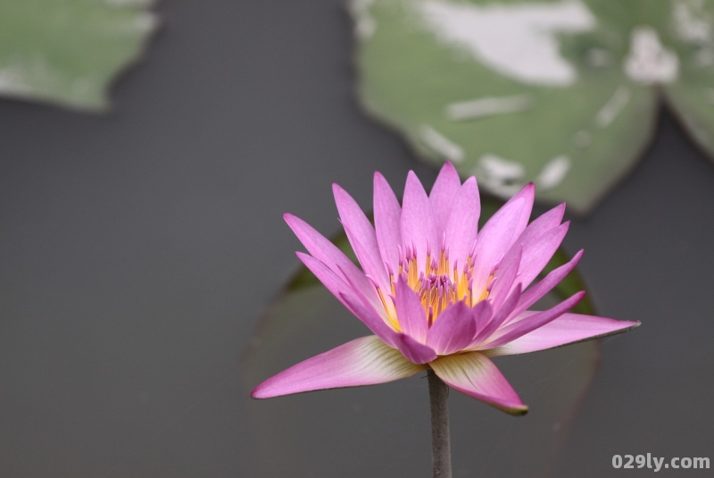 婺源油菜花花期（婺源油菜花花期是几月份）