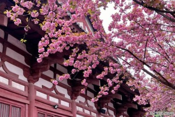 青龙寺樱花（青龙寺樱花开了吗现在）