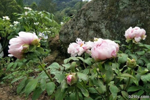 彭州丹景山（彭州丹景山牡丹花）