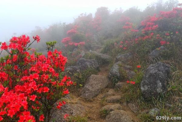 永安天斗山（永安天斗山杜鹃花）