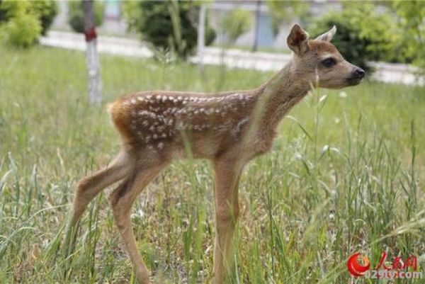 狍子养殖基地（狍子养殖前景怎么样）