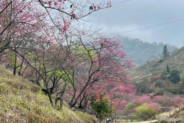 韶关樱花峪（韶关樱花峪附近景点）