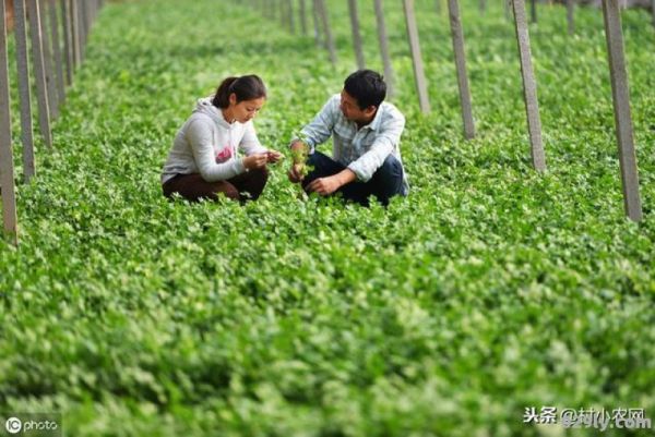 种植业什么最赚钱（种植业什么最赚钱农村北方）