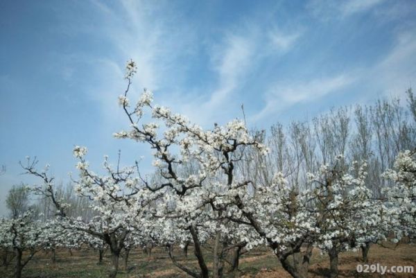 魏县梨花节（魏县梨花节景点介绍）