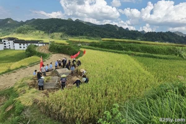 联山湾（联山湾丰收节）