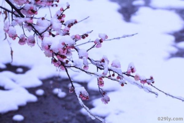 洛阳城东西（洛阳城东西长作经时别昔去雪如花今来花似雪拼音）