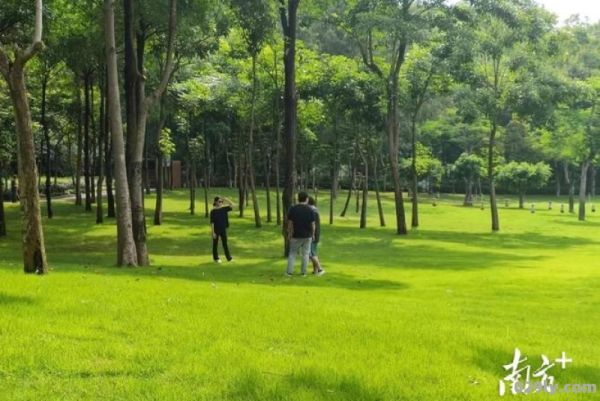 龙岗龙城公园（龙岗龙城公园大草坪）