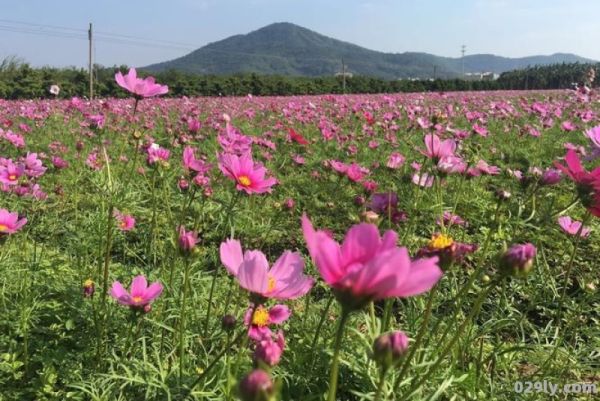 珠海截获海花蝇（珠海网红花海）