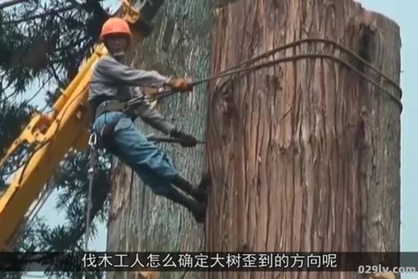 高山走廊伐木场（高空伐木工）