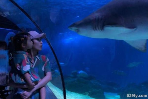 上海海洋水族馆攻略（上海海洋水族馆 海洋馆）