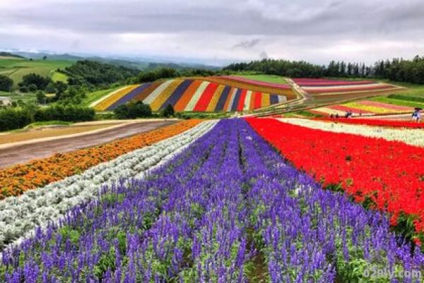 北海道花海（北海道花海几月份最美）