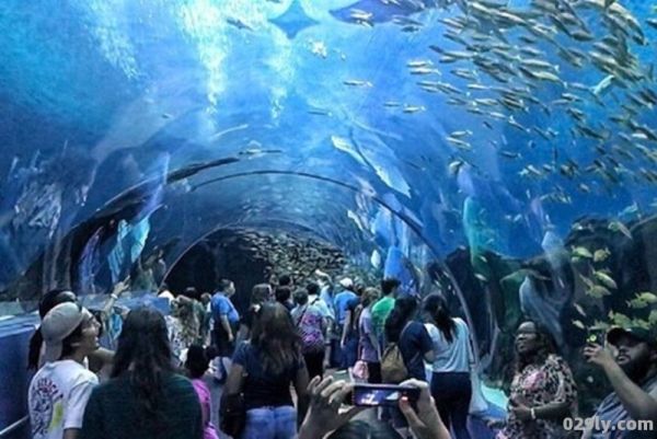世界上最大的水族馆（世界上最大的水族馆的介绍）