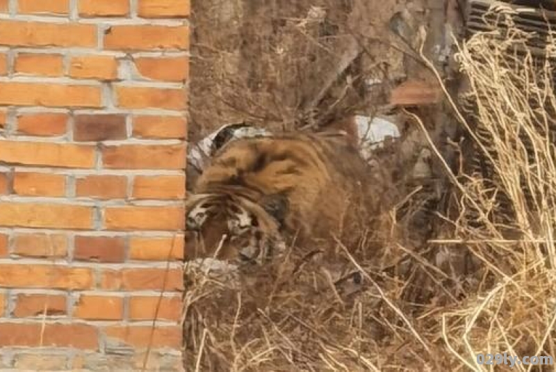 黑龙江密山“进村虎”已被送至东北虎林园,老虎目前的情况如何