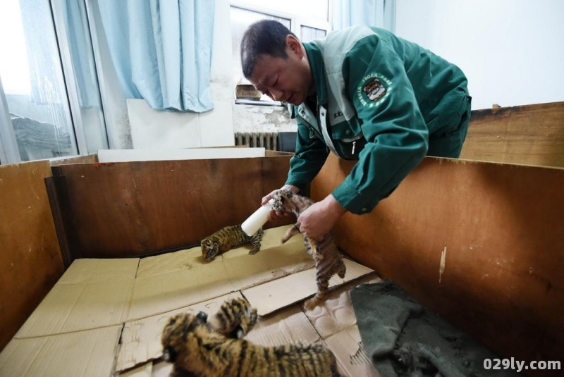 中国横道河子猫科动物饲养繁育中心位于哪里