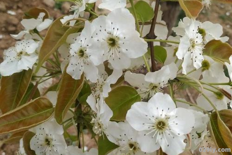 梨花什么时候开花