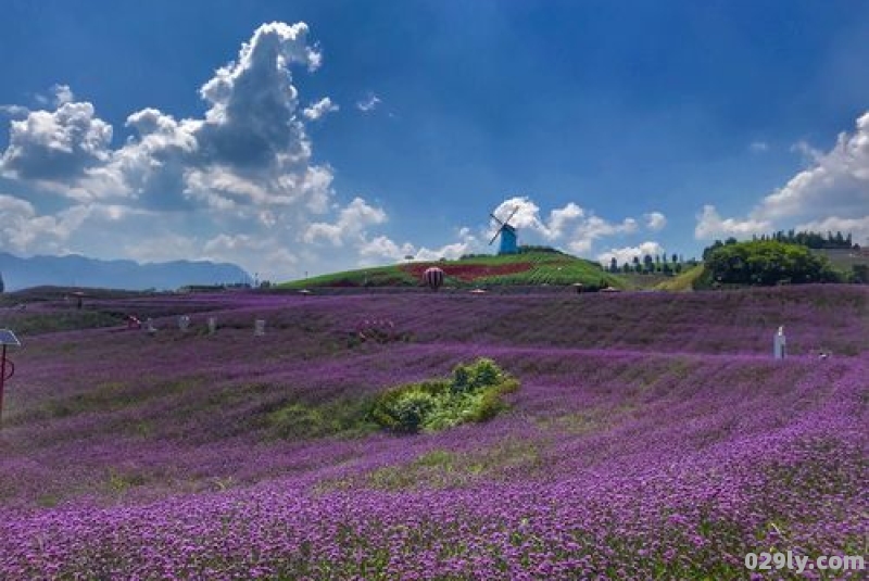 十大花海（花海排名）