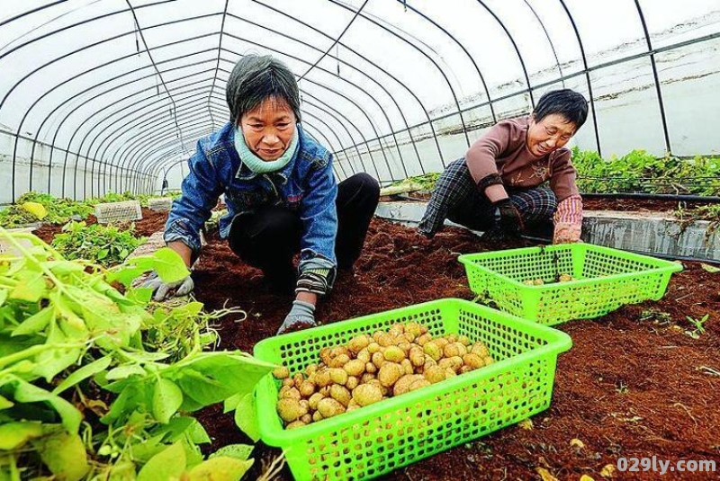 农村种植致富项目（农村种植致富项目大全）