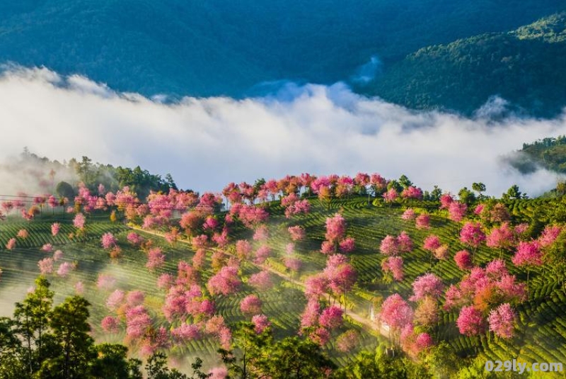 樱花谷酒店（樱花谷风景区电话）