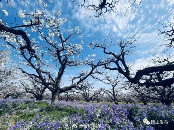 砀山日照旅游团报团多少钱 砀山日照旅游团报团多少钱一天