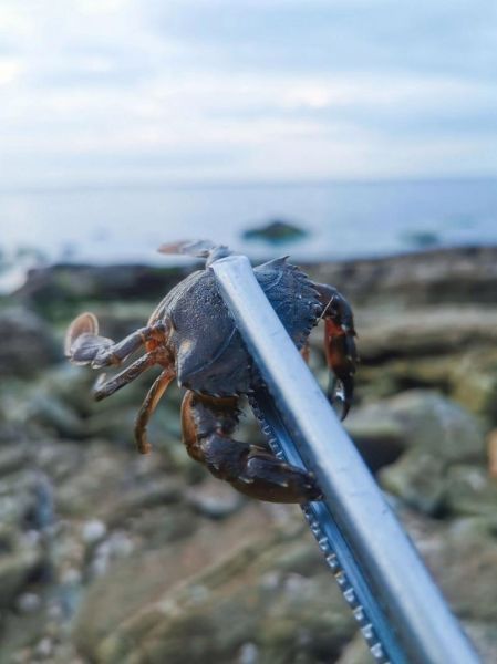 莱西旅游团赶海多少钱 离莱西最近赶海的地方 