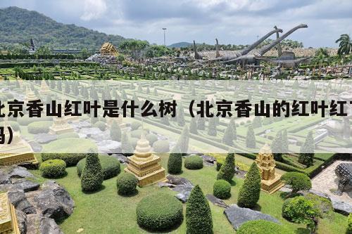 北京香山红叶是什么树（北京香山的红叶红了吗）